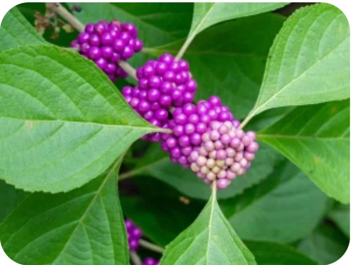 Unrooted Beautyberry Bush Clippings – 10 Live Callicarpa Propagation Cuttings for Native Garden, Deciduous Shrub