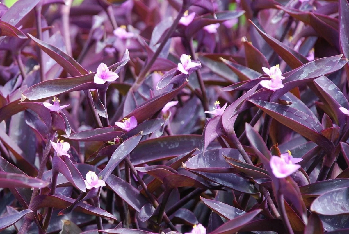 Purple Heart Wandering Jew Cuttings - Tradescantia Pallida Live Indoor Plant Cuttings for Propagation