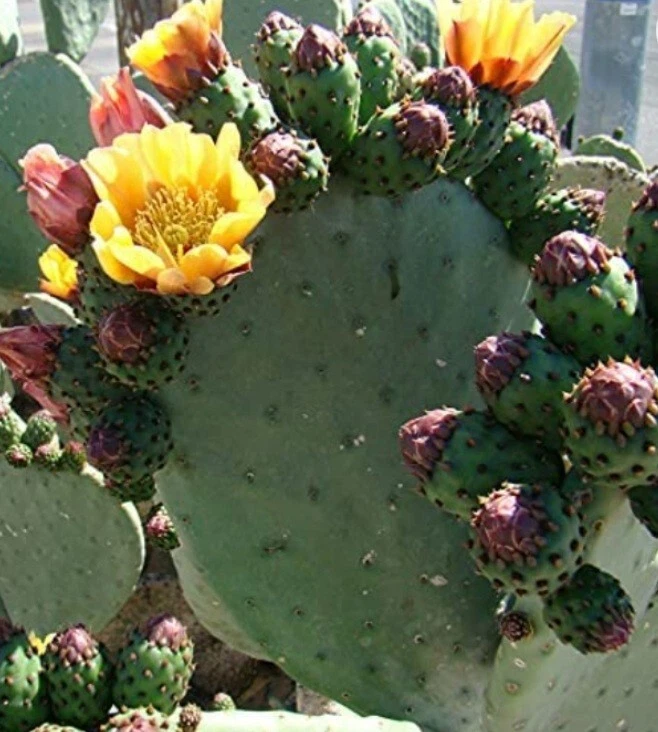 Prickly Pear Cactus Cutting Opuntia Pad - Fresh Single Pad for Planting & Propagation