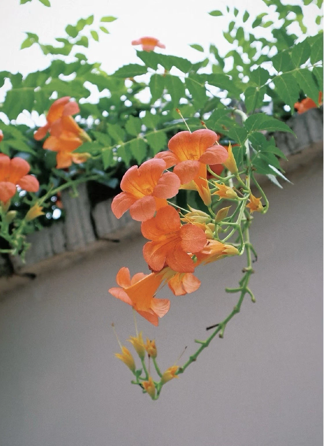 Orange Cape Honeysuckle Cutting – 8 Inch Unrooted Propagation Stem, Tecoma capensis Climbing Shrub, Bright Orange Flowers