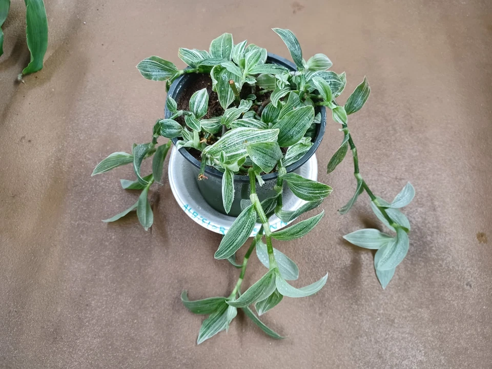 Tradescantia Albovittata Sanna Plant Cuttings - Variegated Indoor Trailing Houseplant Starter