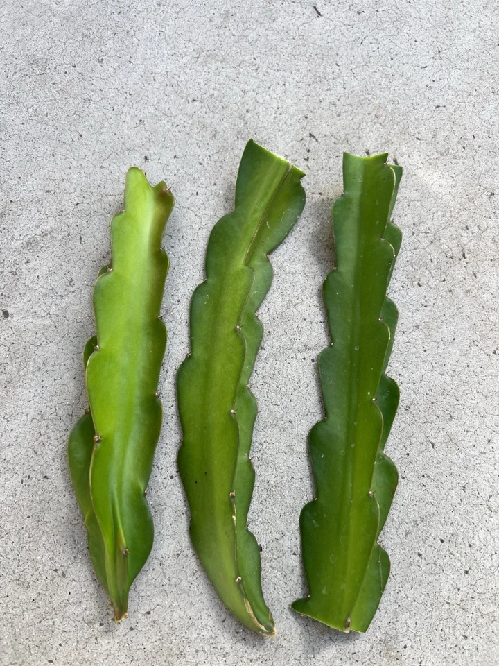 American Beauty Dragon Fruit Cuttings 3 Pack – Unrooted 8-Inch Self-Pollinating Cactus Propagation Selenicereus