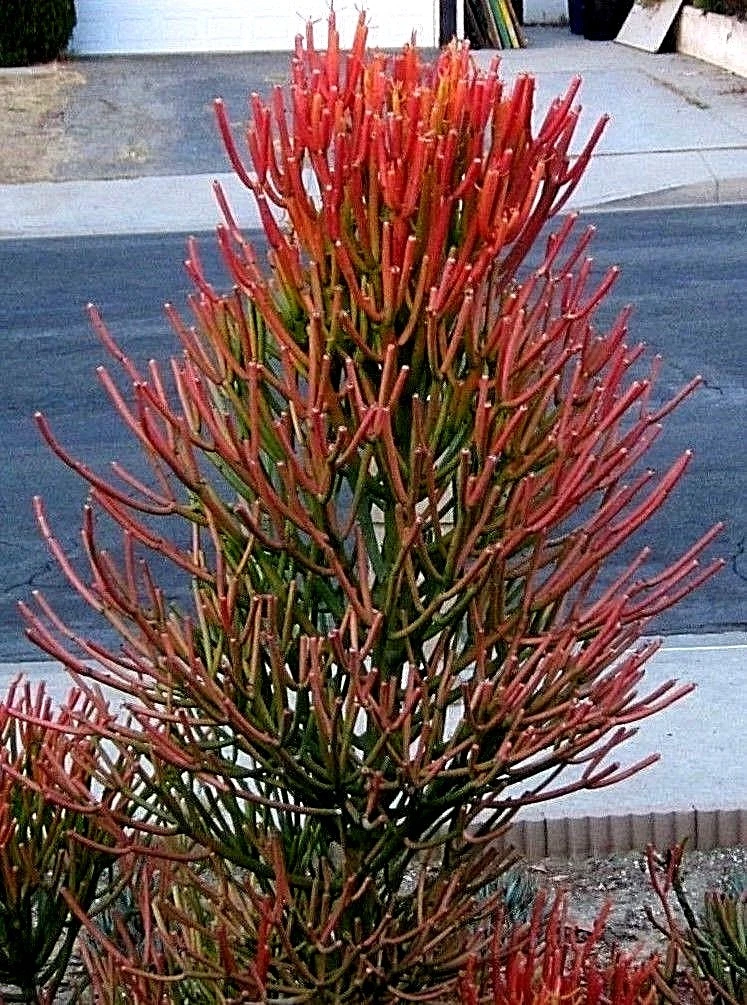 Fire Sticks Pencil Cactus Cuttings – 10 Euphorbia tirucalli Succulent Propagation Cuttings, Unrooted Live Succulent Shrub