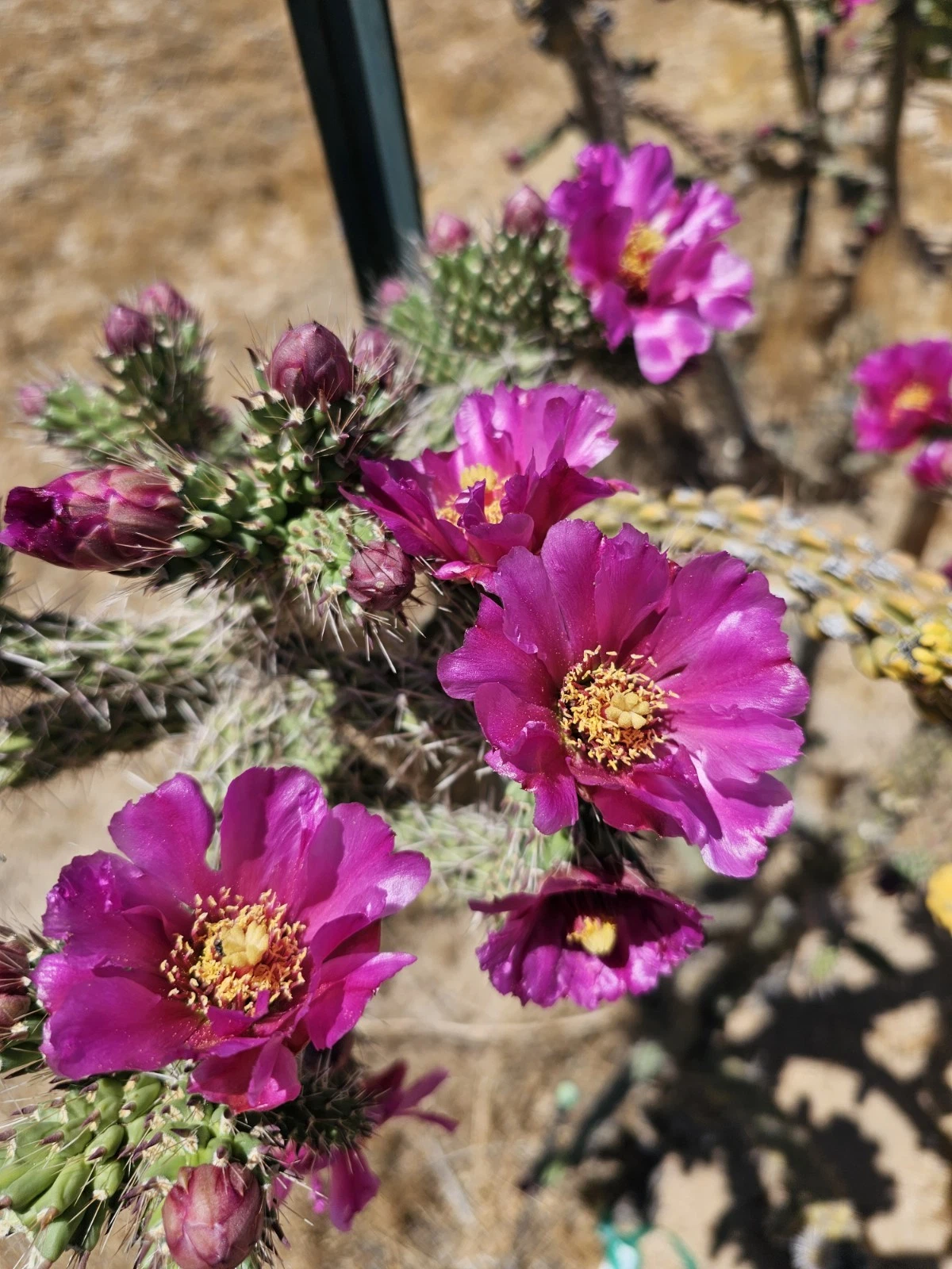 Cylindropuntia Imbricata Tree Cholla Cactus Cuttings Set of 12 – Unrooted 4–6 Inch Succulents for Propagation and Xeriscape