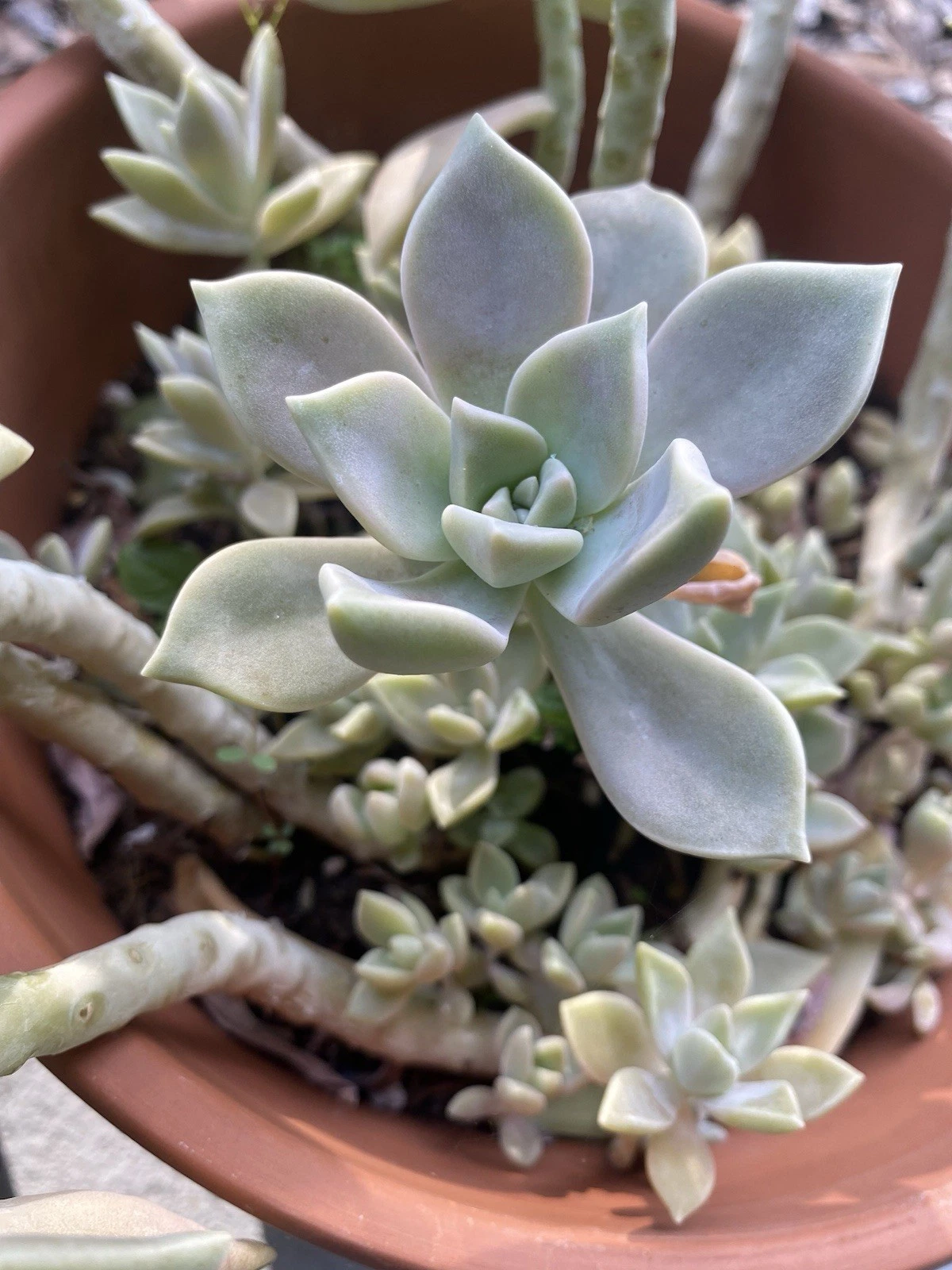 Rooted Ghost Plant Succulent Cuttings in 2-Inch Pot, Graptopetalum paraguayense, Indoor Live Plant
