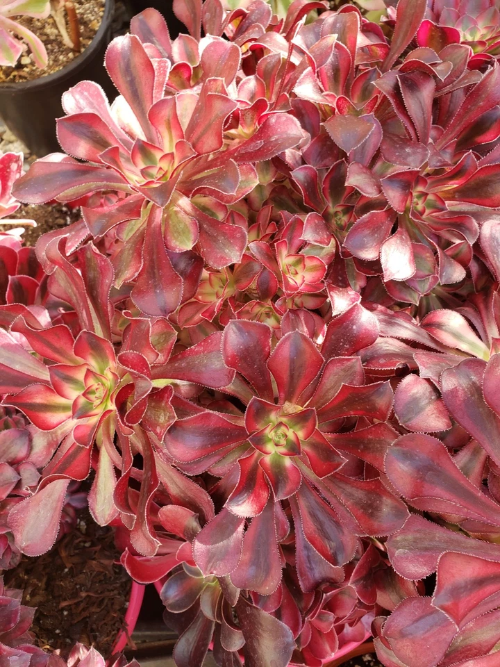 Unrooted Succulent Cuttings Set of 2 Aeonium Medusa Rosette Starters for Propagation