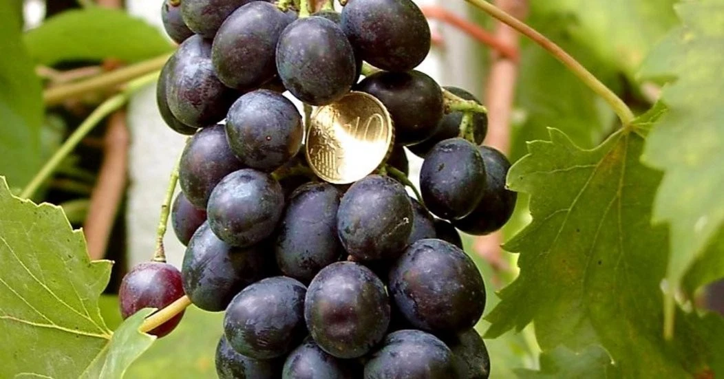Muscat Bleu Grape Vine Cuttings – 5 Unrooted Vitis vinifera for Rooting & Grafting, Cold Hardy Ornamental Vine