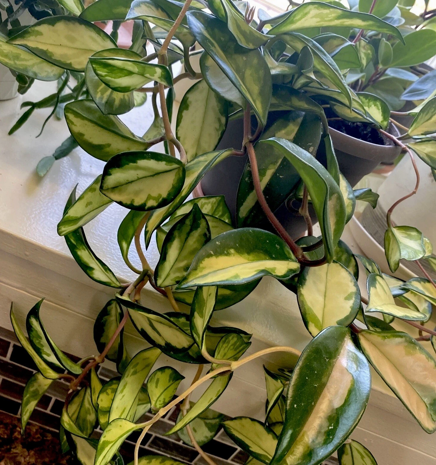Hoya Krimson Princess Cuttings Live – 2 Unrooted Variegated Hoya Carnosa Indoor Houseplant, Trailing, Pink Tones