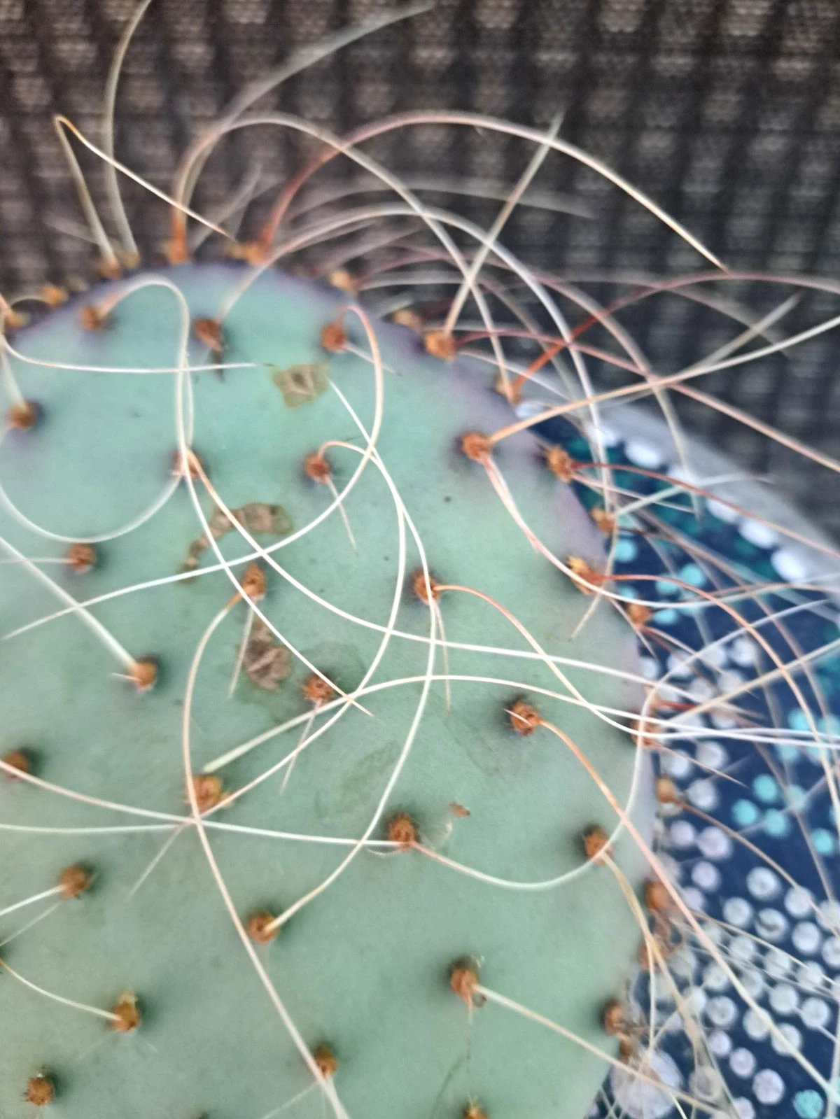 Opuntia azurea var. parva Cactus Cutting Live Unrooted Blue-Green Prickly Pear Segment