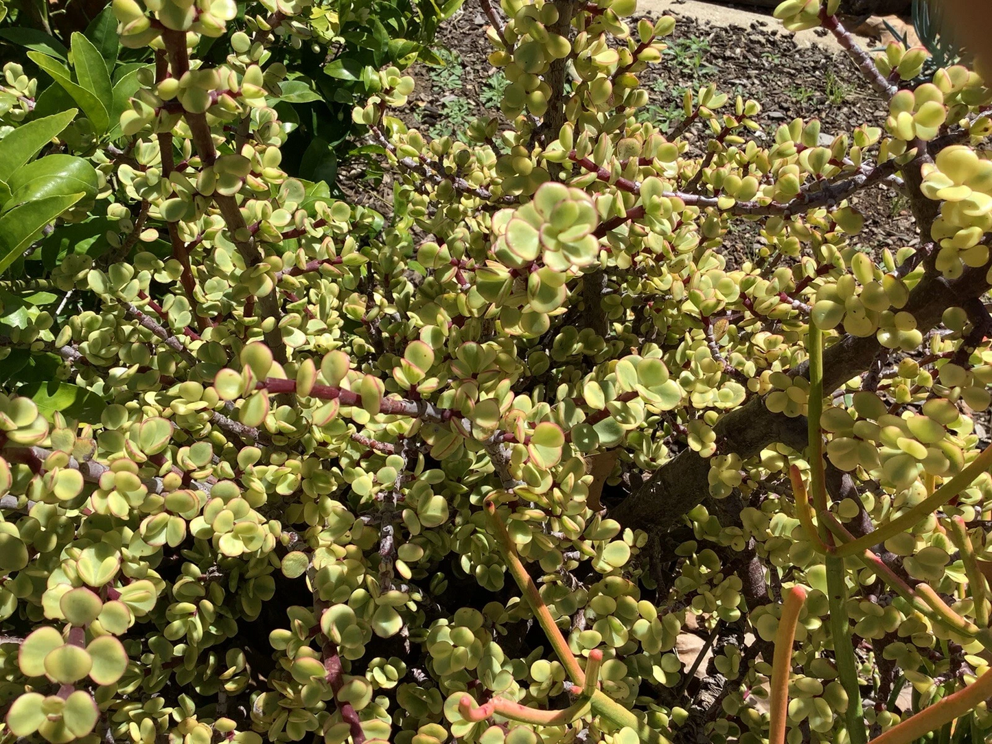 Variegated Elephant Bush Cuttings – Portulacaria afra Live Succulent Propagation Kit, 11 Unrooted Green & Cream Foliage