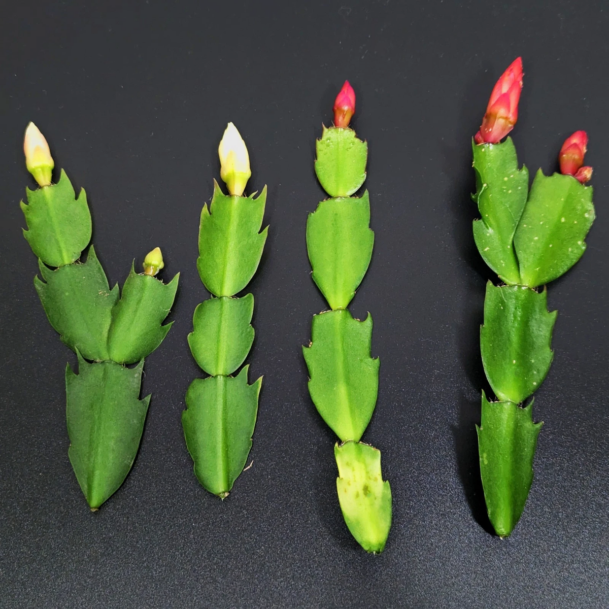 Thanksgiving Cactus Cuttings - 4 Schlumbergera Truncata Cuttings Red & White Holiday Cactus Combo