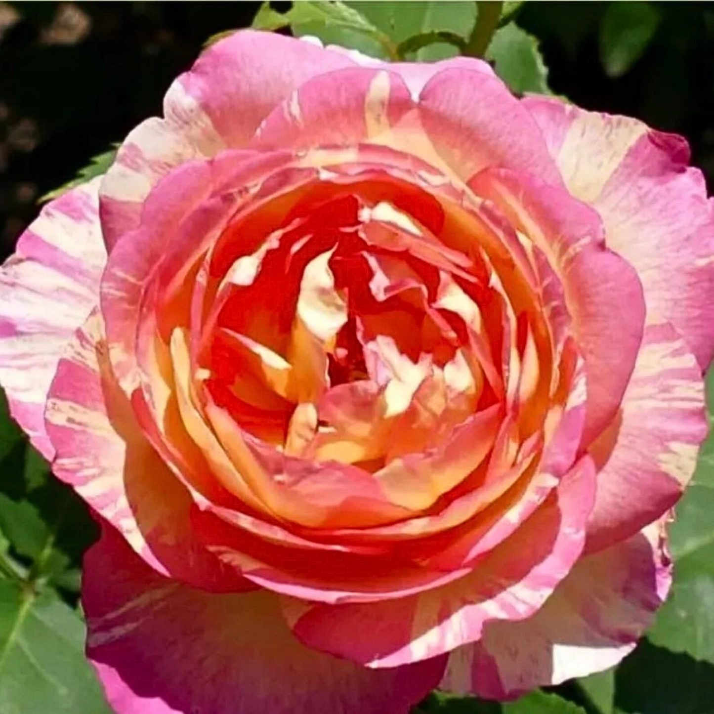 Marc Chagall Rose Cuttings – Unrooted Hybrid Tea Rose Propagation, Garden or Landscape Grafting, Rosa ‘Marc Chagall’