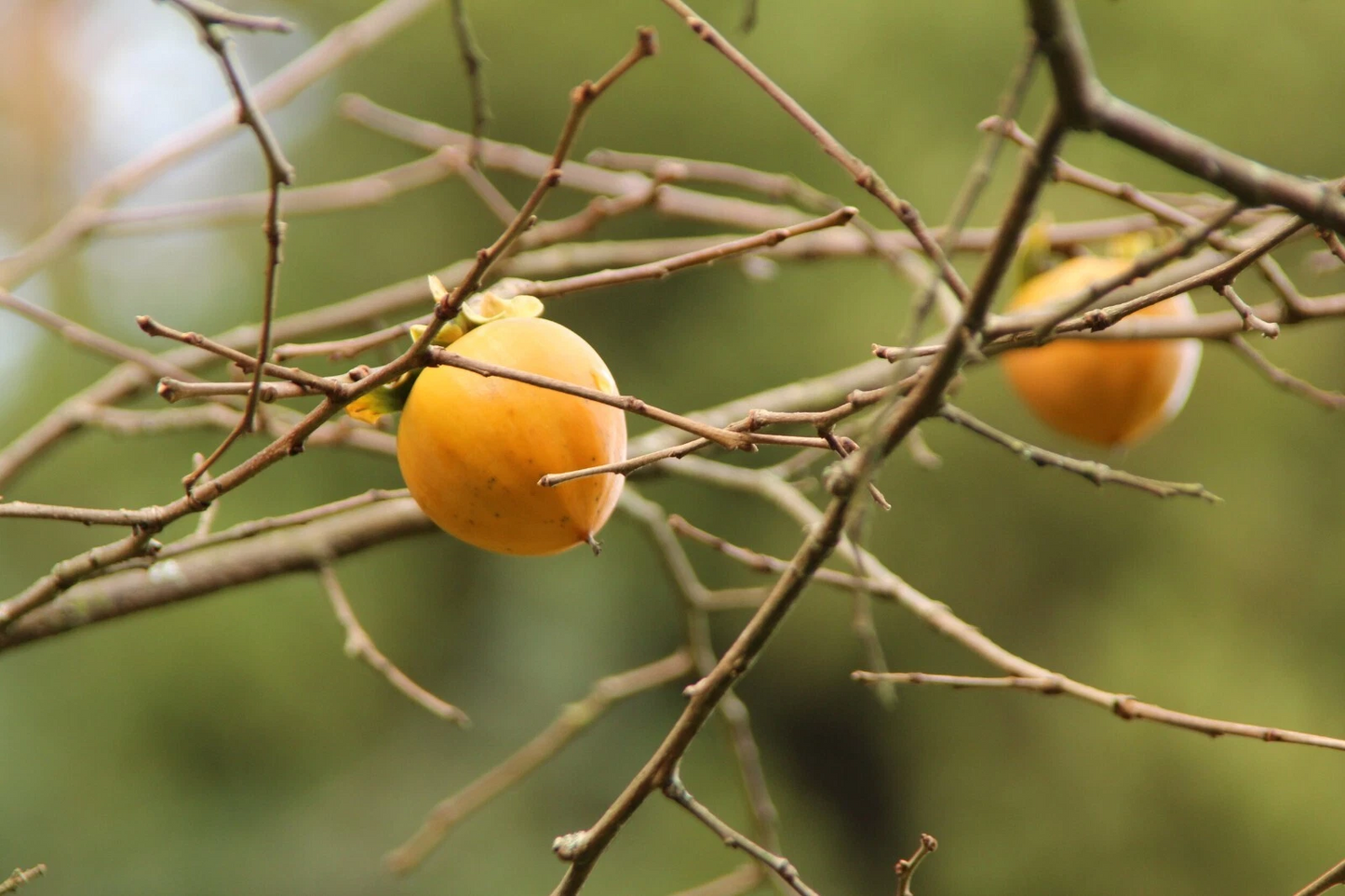 Hachiya Japanese Persimmon Cuttings – 5 Live Diospyros Kaki Branches for Grafting or Rooting