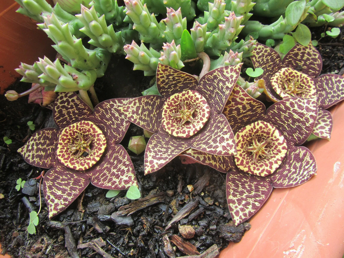 Orbea Variegata Succulent Cuttings - 2 Unrooted 3-Inch Lifesaver Plant Propagation Material