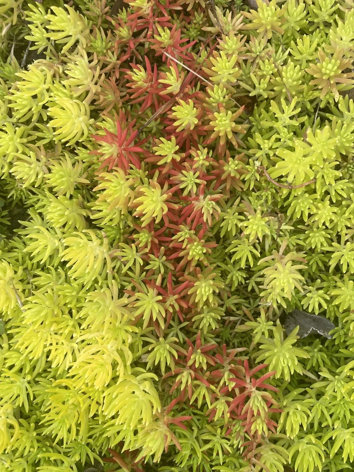 Sedum Angelina Succulent Cuttings – 9 Bare Root Stonecrop Propagation Plants for Garden, Rock Garden, Container Planting