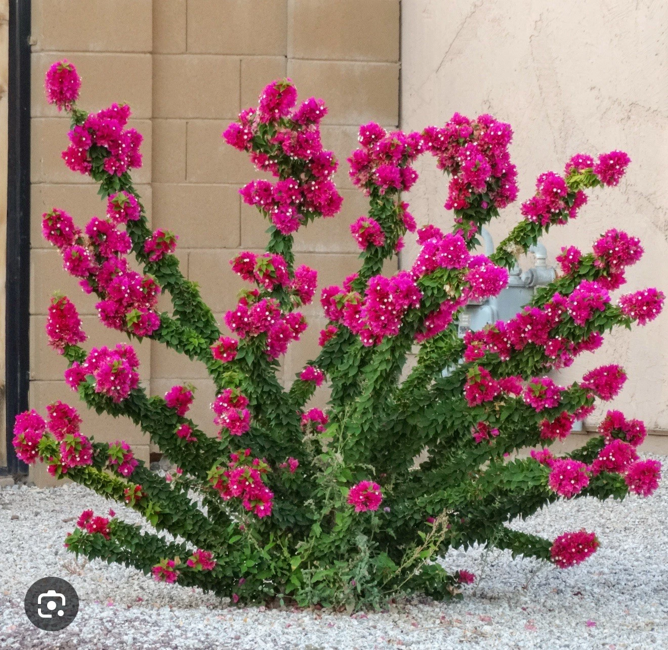 Bougainvillea Torch Glow Starter Plant – Small Rooted Live Plant for Outdoor, Patio, Container Growing, Vibrant Pink Bracts, Bougainvillea ‘Torch Glow’