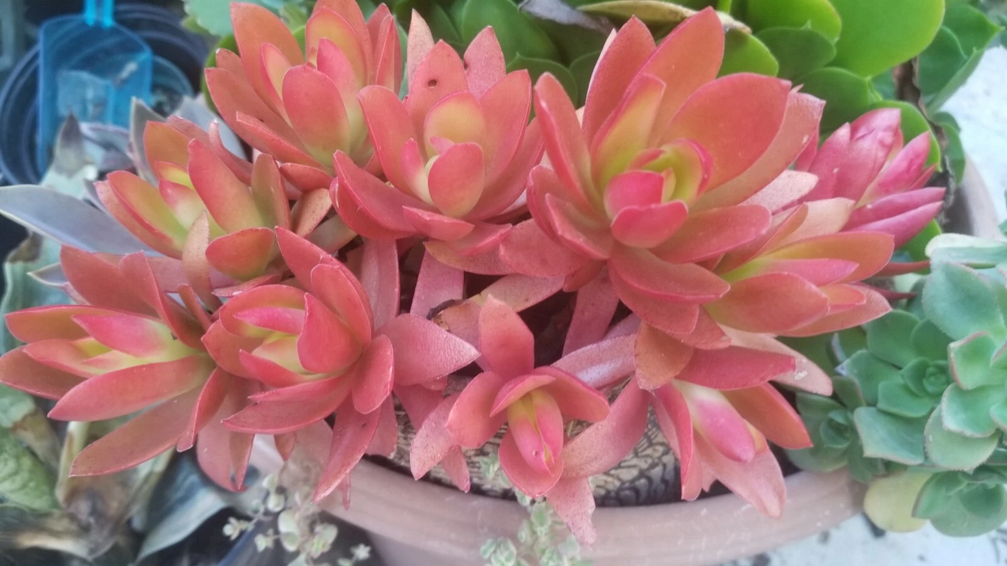Colorful Succulent Cuttings Set of 3 - Crassula capitella ‘Campfire’ Unrooted Propagation Plants