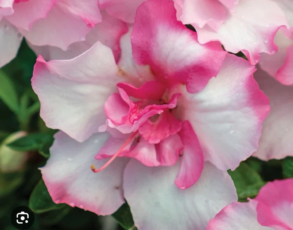 Encore Autumn Kiss Azalea Starter Plant – Deciduous Rhododendron Flowering Shrub for Garden & Container Planting