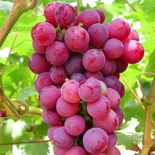 Pink Grape Vine Cuttings – 5 Unrooted Cold Climate Vitis spp. Climbing Fruit Vine for Garden and Vineyard Propagation