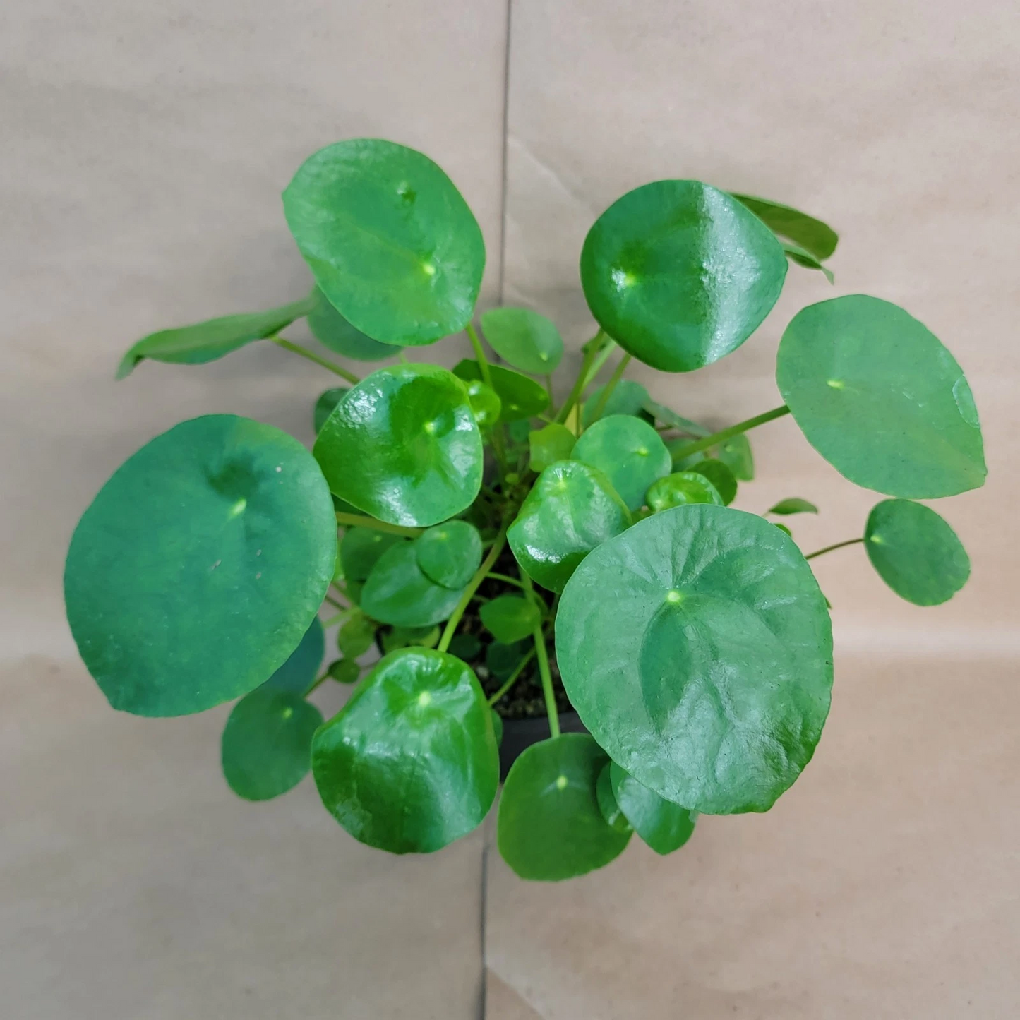 Live Pilea Peperomioides Houseplant in 4-Inch Pot, Chinese Money Plant with Round Coin-Shaped Leaves