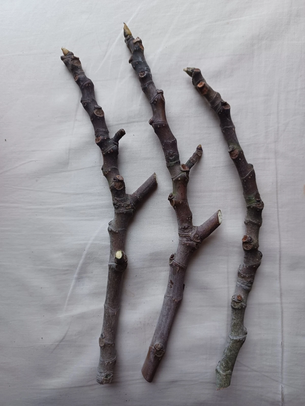 Fig Tree Cuttings – 3 Unrooted Ficus Carica Red Fruit Live Plant Propagation