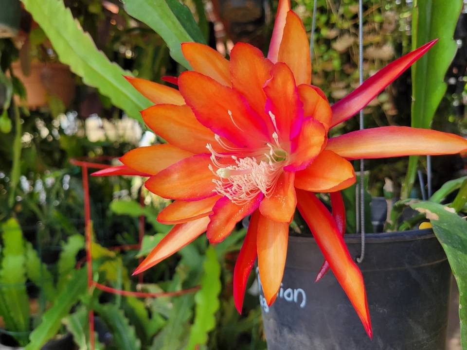 Epiphyllum Flaming Passion Cuttings – Unrooted Orchid Cactus Propagation, 8-10 Inches Long, Live Plant, Indoor & Outdoor Growing
