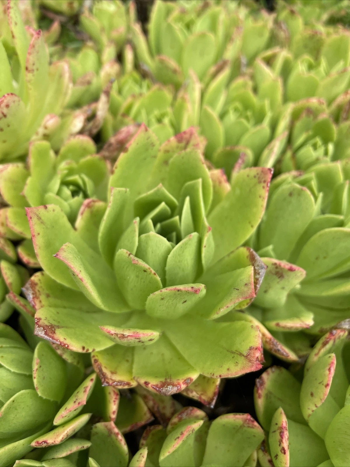 Unrooted Aeonium Succulent Cuttings – Green with Pink Edges, 4-6 Inches, Live Plant Starters for Propagation and Container Growing