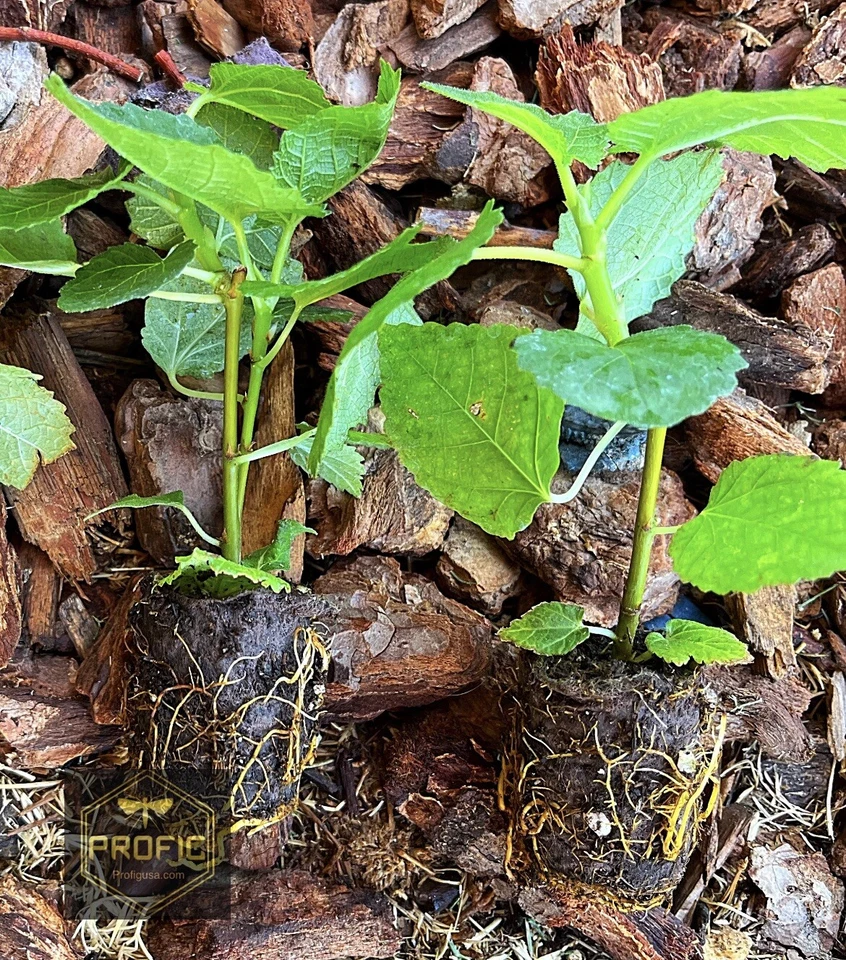 Yellow Long Neck Fig Tree Plant – Live Ficus Carica Cultivar for Garden or Container, Deciduous Fruit Tree