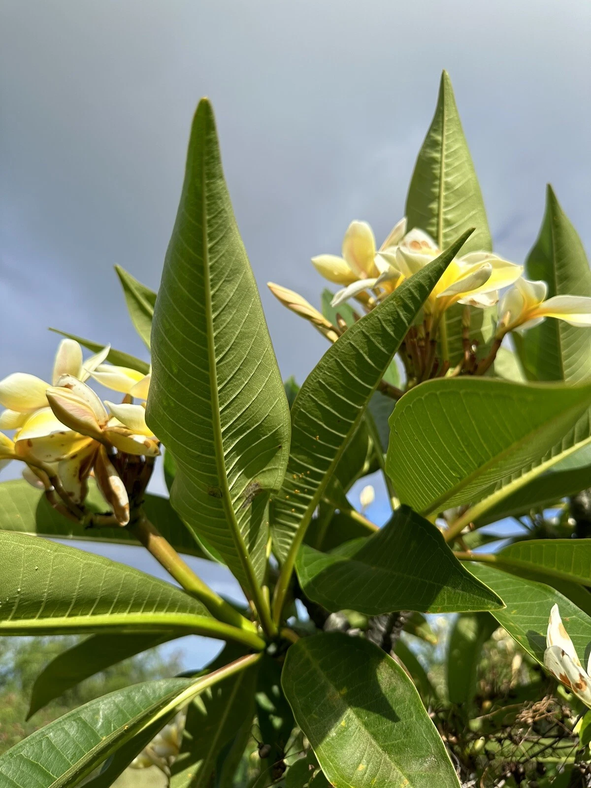 Yellow Plumeria Cutting, Triple-Head, Unrooted Frangipani Propagation, Tropical Ornamental Plant
