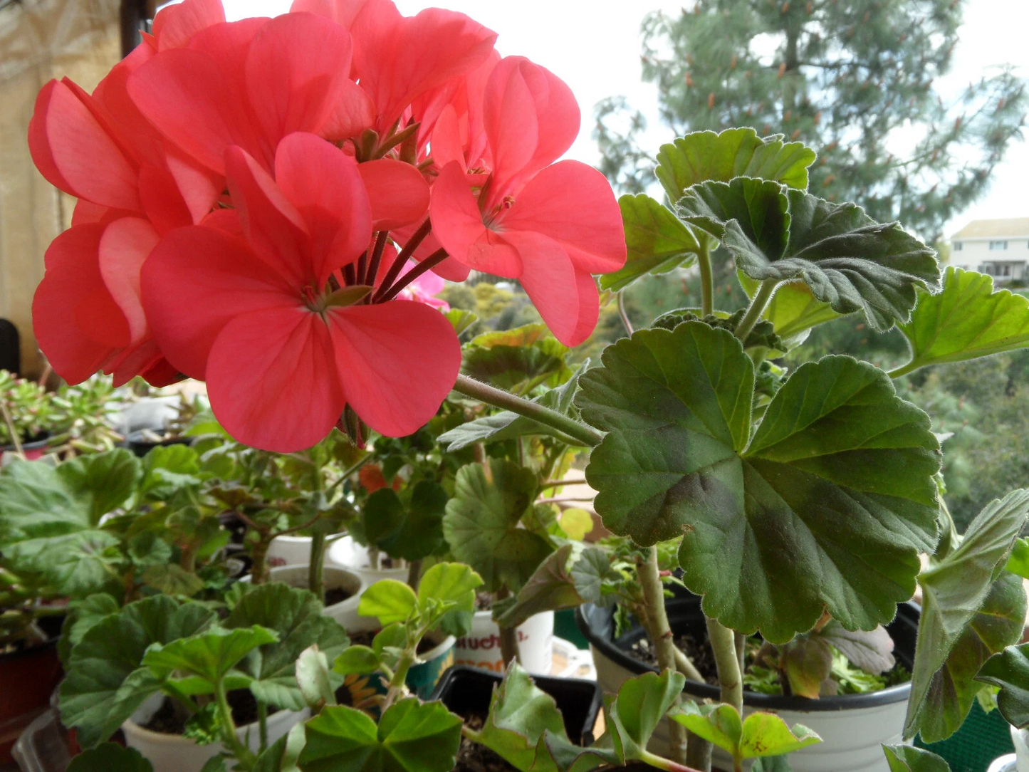 Unrooted Zonal Geranium Cuttings Set of 4 – Pelargonium × hortorum Flowering Plant for Propagation
