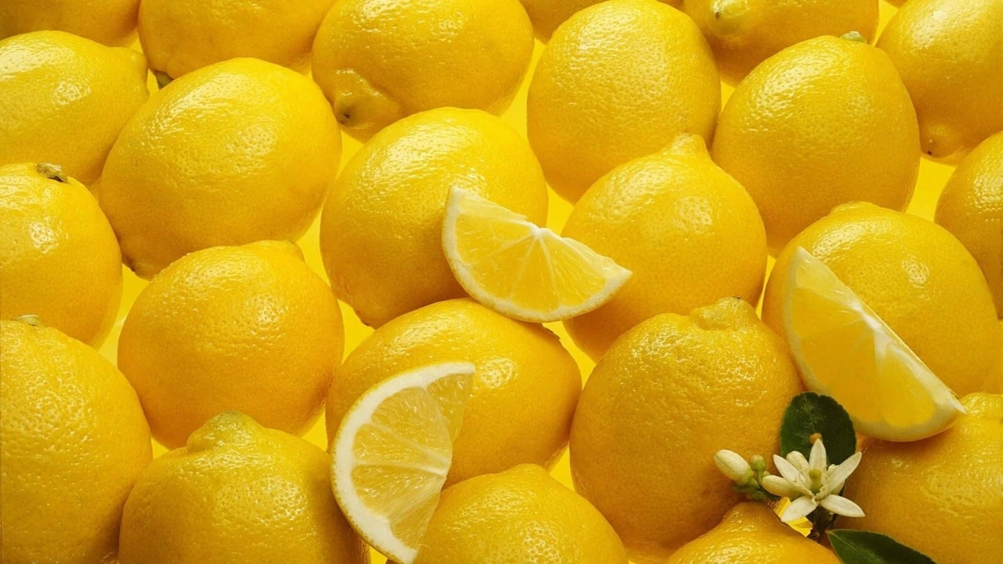 Meyer Lemon Scion Cuttings – 4 Unrooted Citrus meyeri Grafting or Rooting Propagation