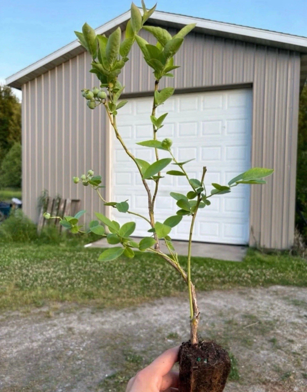 Blueberry Plant Rooted Cuttings – 20 Vaccinium spp. Fruit Bush Starter Plants for Garden, Outdoor, Container Planting