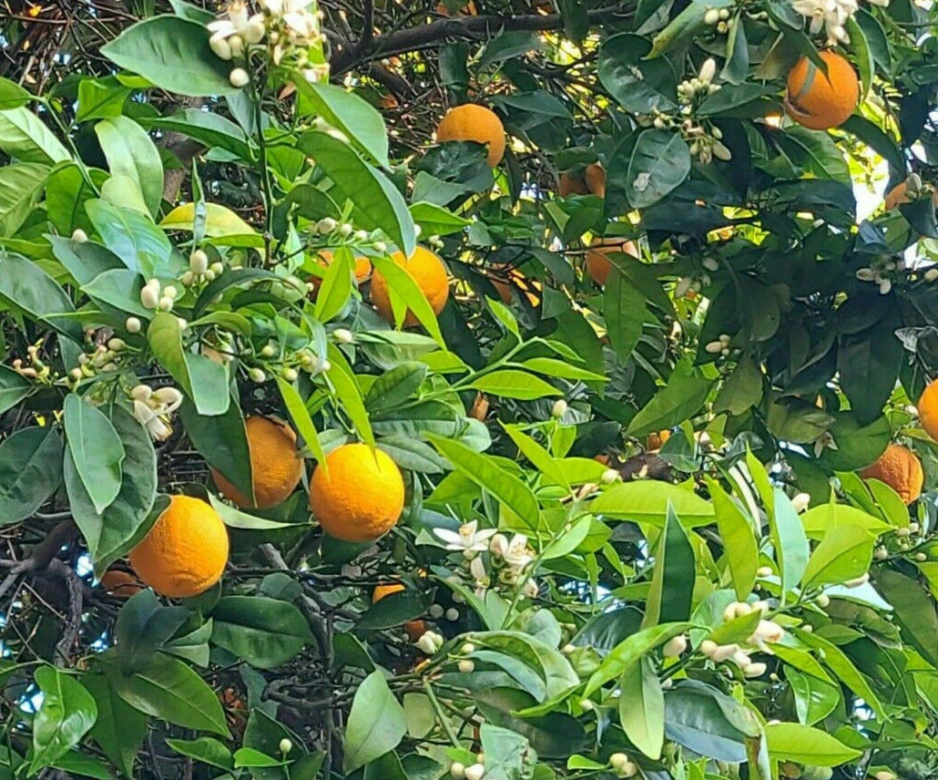California Navel Orange Cuttings – 5 Unrooted Citrus sinensis ‘Washington Navel’ Branches for Propagation