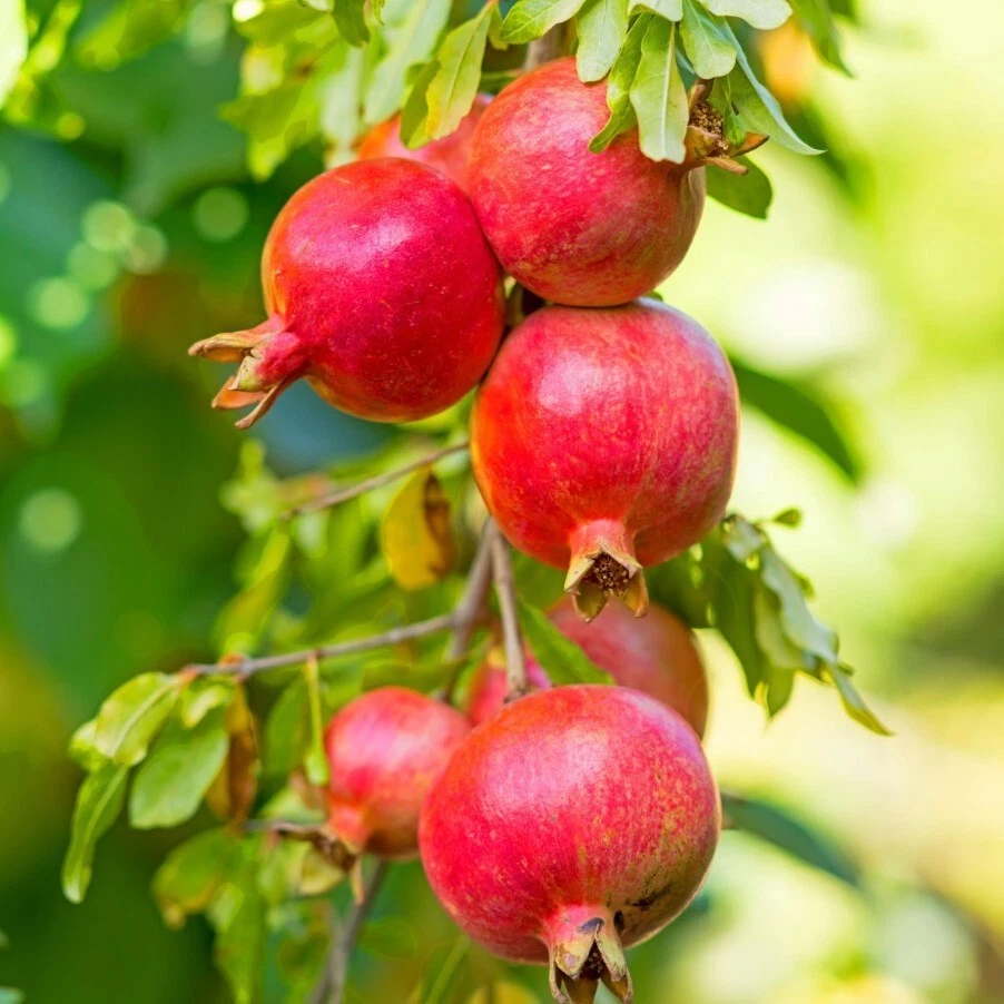 Unrooted Pomegranate Cuttings – 5 Fresh Wonderful Punica granatum Propagation Material, 8–10 Inches