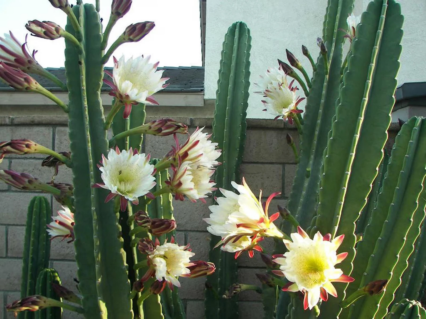 Apple Cereus Cactus Cutting - 12 Inch Live Columnar Cereus repandus for Indoor & Outdoor Planting