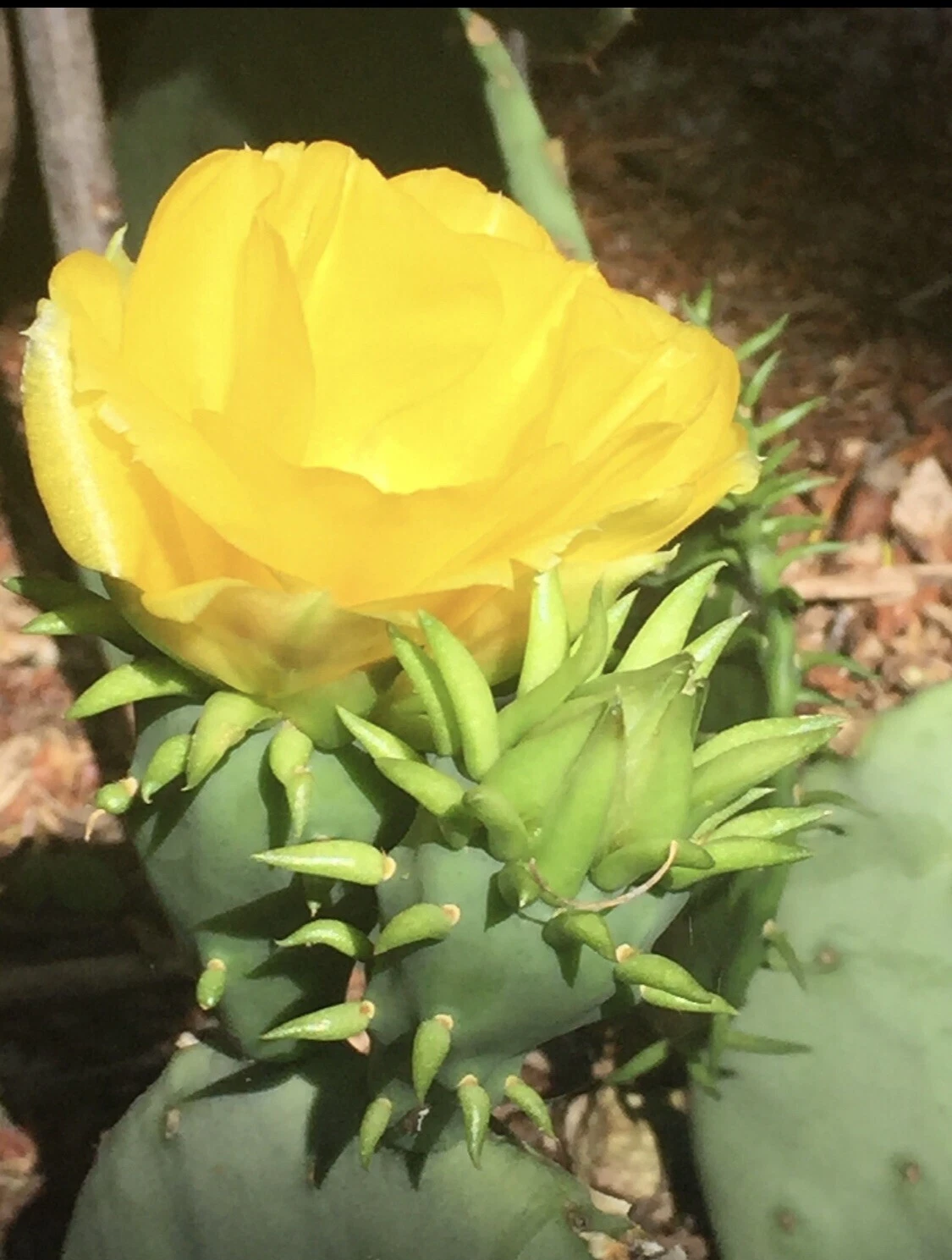 Live Prickly Pear Cactus Pad Cutting with Yellow Flowers and Red Fruit - Opuntia spp.