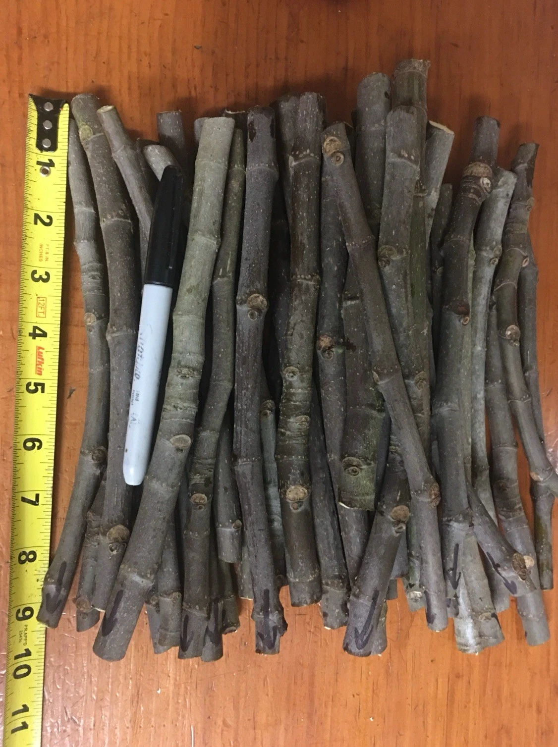Negronne Fig Tree Cuttings – 3 Unrooted Ficus Carica ‘Negronne’ for Fruit Propagation and Grafting