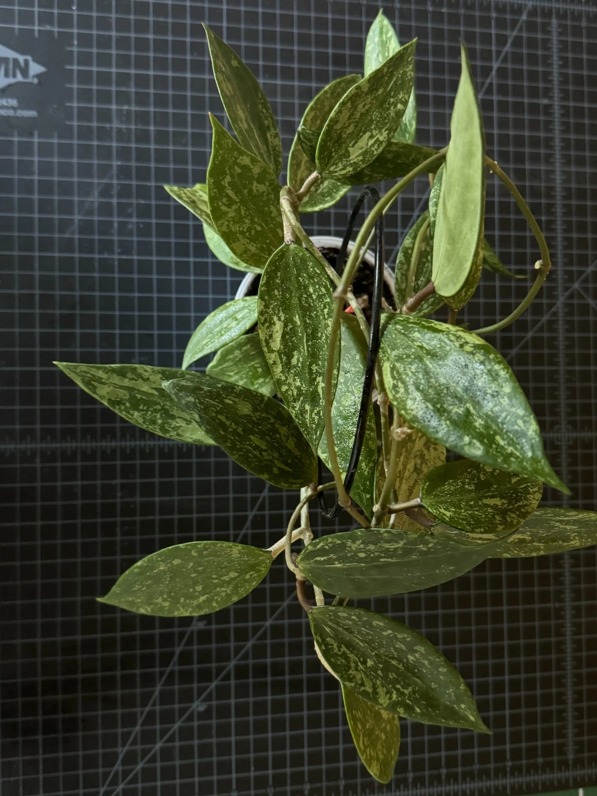Hoya Rangsan 1-Node Cutting | Live Wax Plant Vine for Indoor Propagation & Hanging Gardens