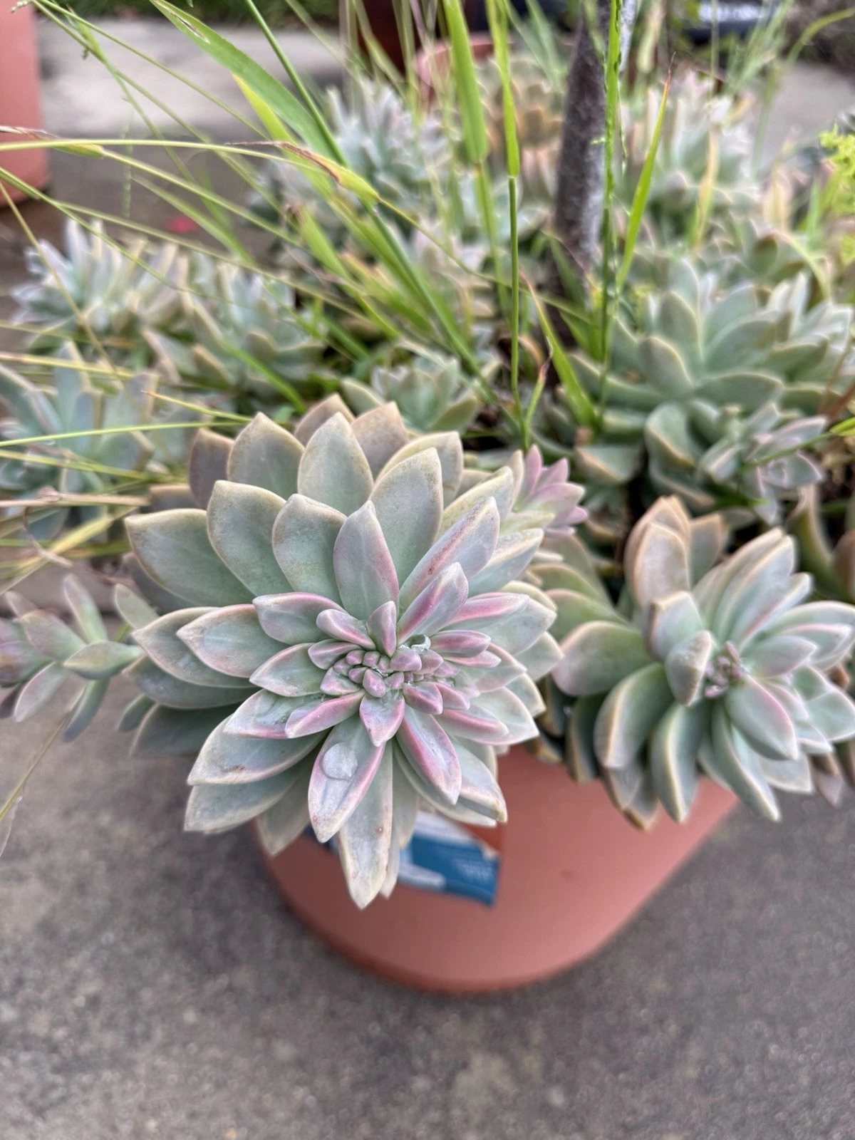 Ghost Plant Succulent Cuttings - 4 Inch Unrooted Graptopetalum paraguayense for Propagation & Indoor Growing