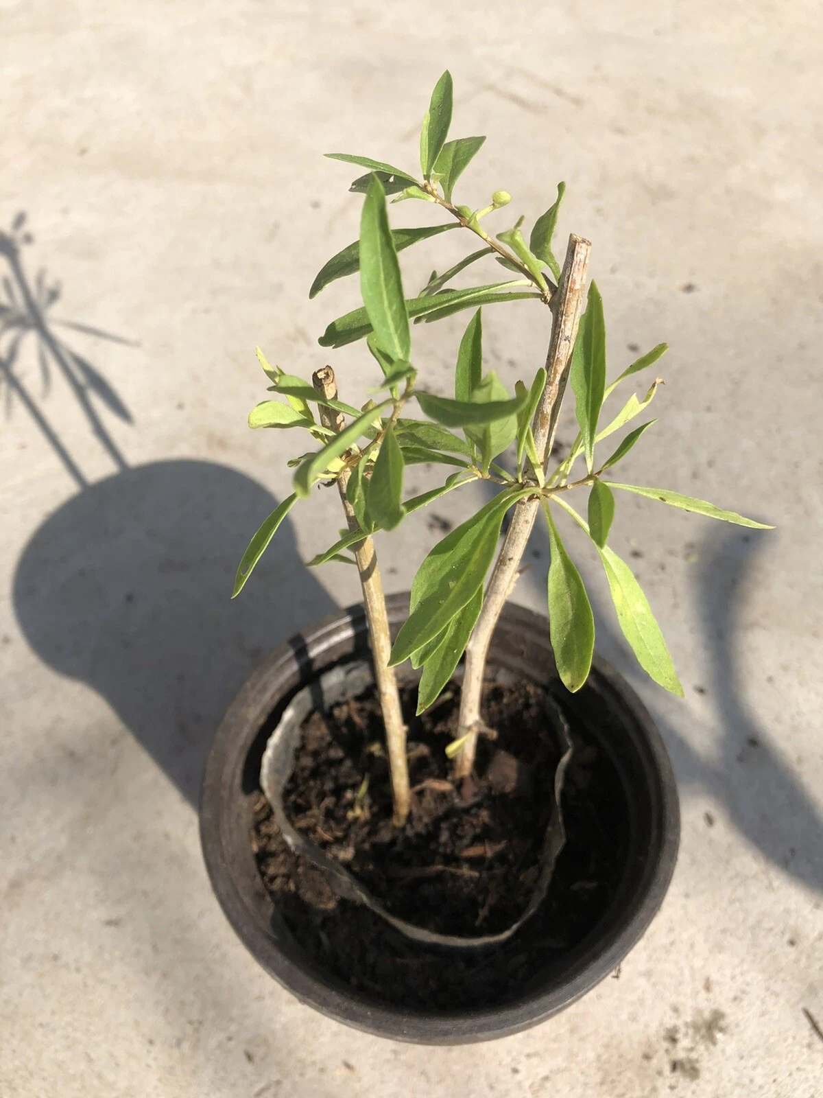 Goji Berry Live Plant Cuttings in Pot – Rooted Lycium barbarum Starter Plant for Garden or Container Growing