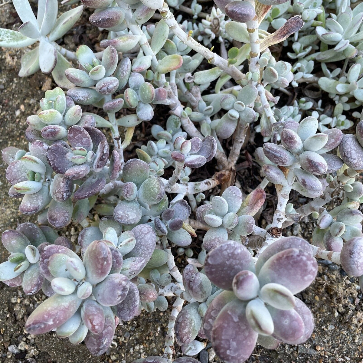 Cotyledon Orbiculata Lady Fingers Succulent Cuttings 4 Inch Purple Leaf for Propagation