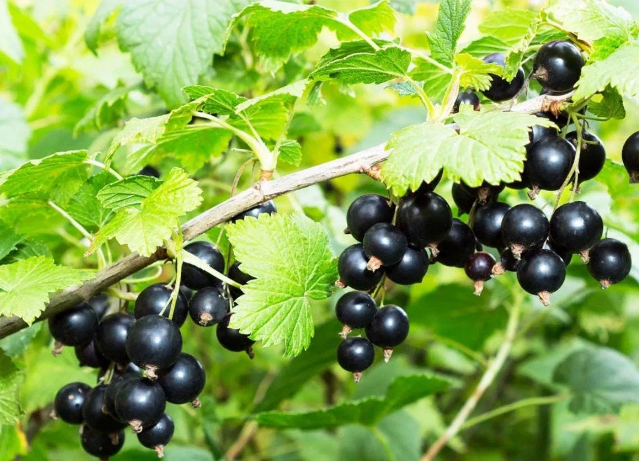 Black Currant Cuttings 8 Pack Unrooted Ribes nigrum for Propagation and Gardening