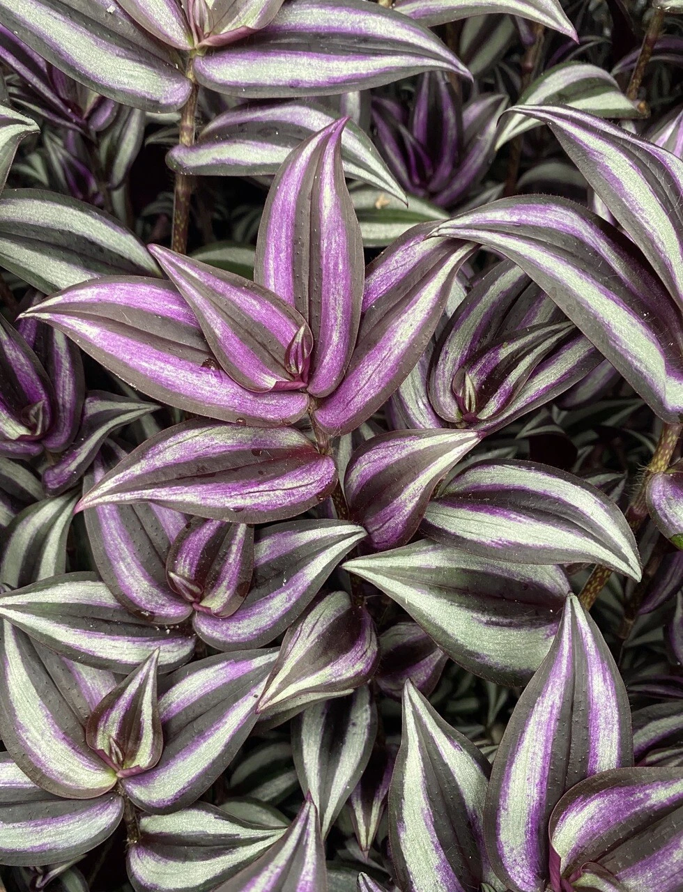 Organic Tradescantia Zebrina Cuttings – 5 Wandering Jew Plant Propagation Material, Purple Green Trailing Houseplant, Unrooted
