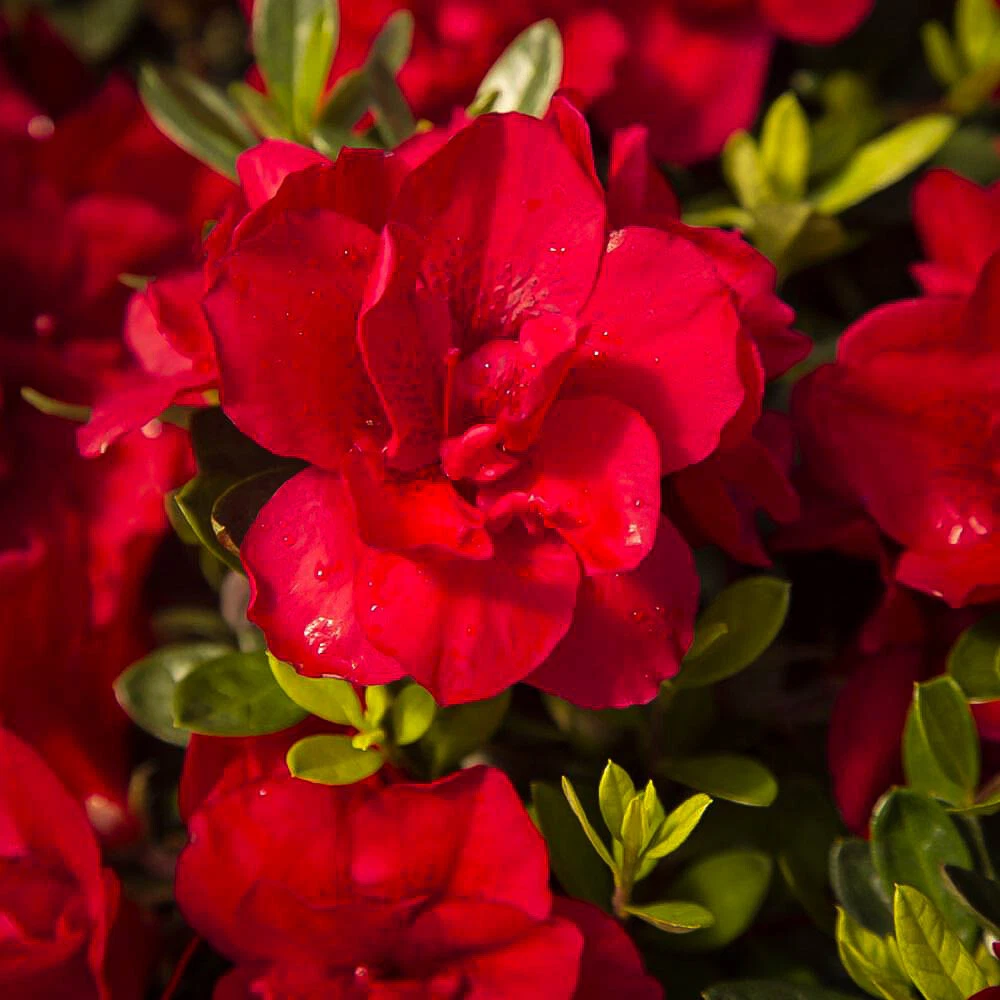 Encore Autumn Bonfire Azalea Rooted Starter Plant, Deciduous Rhododendron Robleza, Red Blooms, Compact Shrub for Garden or Container