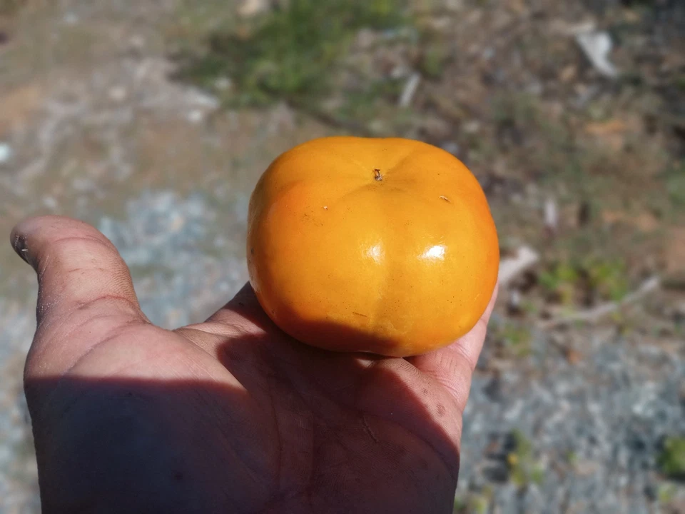 Unrooted Fuyu Persimmon Tree Cuttings – 8 Inch Diospyros Kaki for Grafting & Propagation