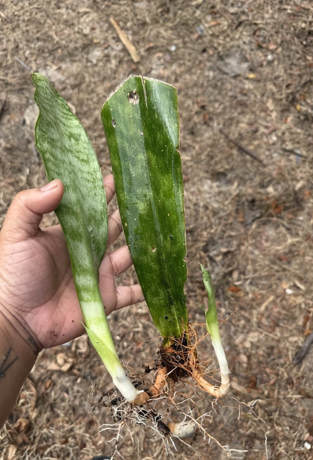 Snake Plant Rooted Cuttings - 3 Live Dracaena Trifasciata Houseplants for Indoor Growing