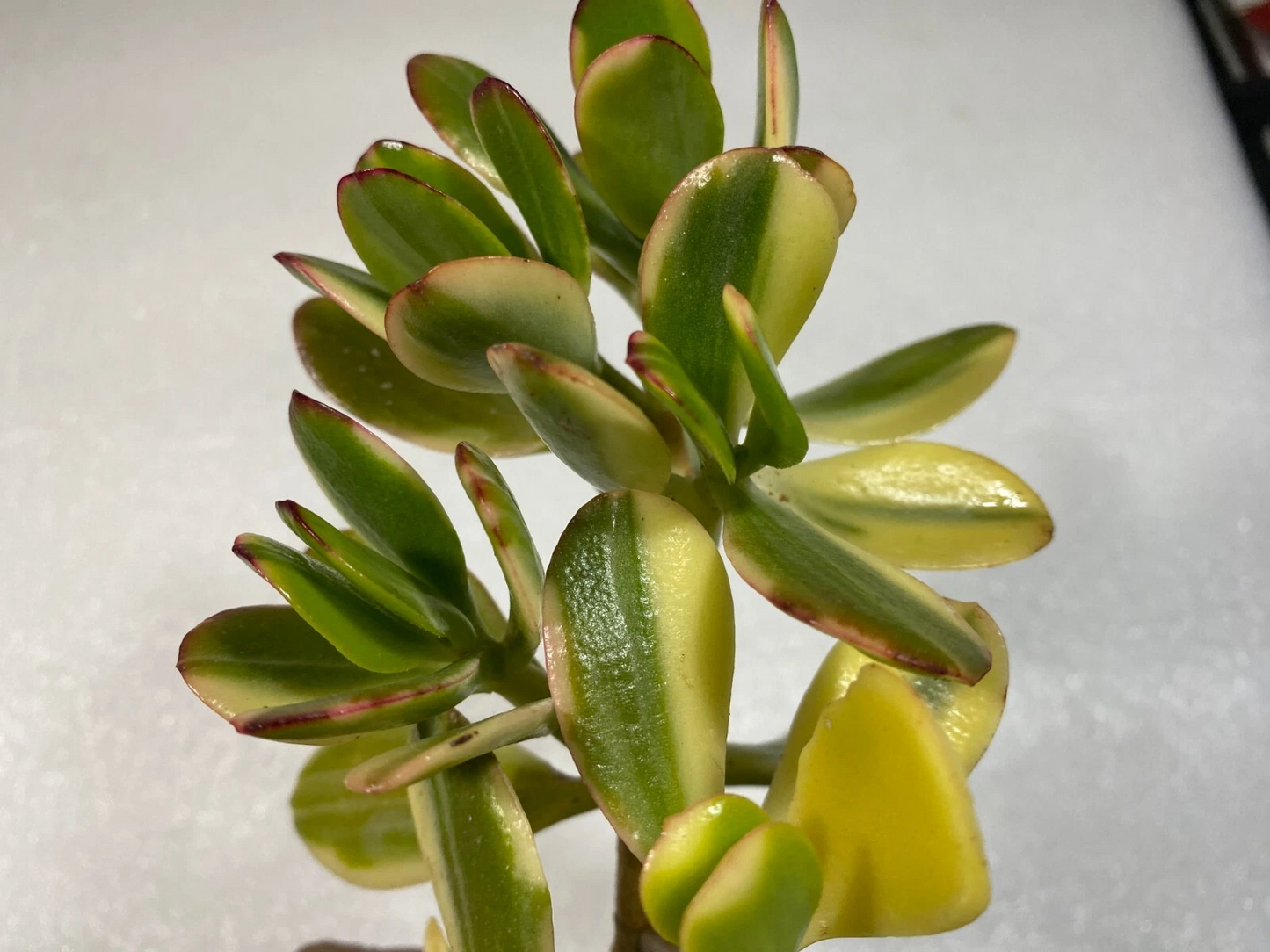 Unrooted Lemon Lime Jade Succulent Cutting – Variegated Crassula Ovata Propagation, 4 Inch Plant Fragment