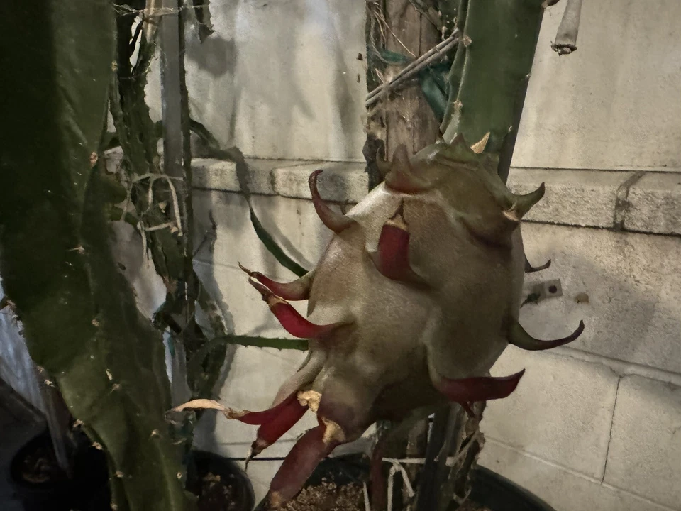Dragon Fruit Cuttings – 12 Live 8–14 Inch Pitaya Cactus for Planting & Propagation Hylocereus Selenicereus