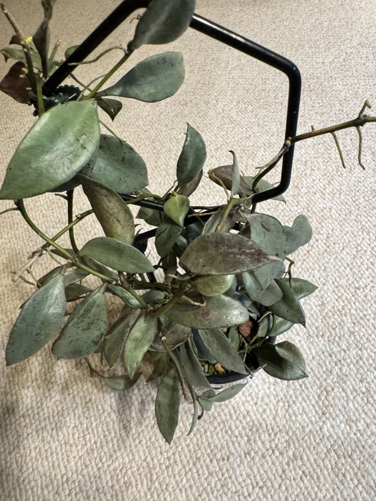 Hoya Lacunosa Louisa’s Silver Cutting – Unrooted Live Vining Houseplant Propagation, Silver-Splashed Green Foliage