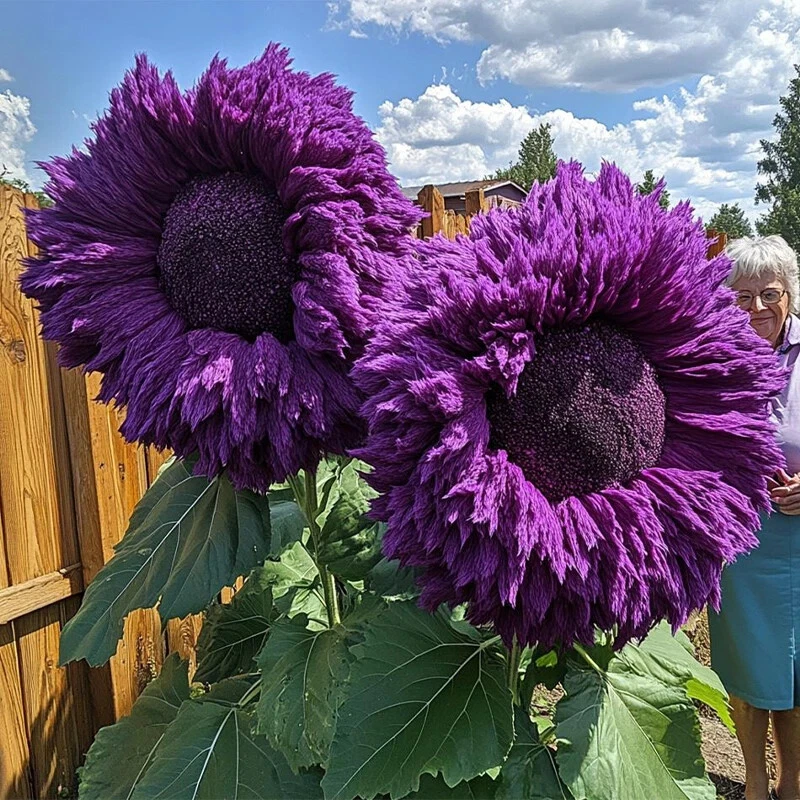 Purple Giant Teddy Bear Sunflower Seeds 50pcs | Ornamental Helianthus annuus for Garden Borders & Beds